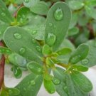 Purslane EDIBLE RARE Plant Flower Rare Plant Live Home Plant FREESHIPPING