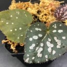 Begonia Rex Betsy RARE Plant Flower Rare Plant Live Home Plant FREESHIPPING