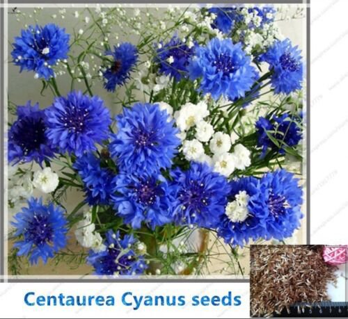 100pcs/bag Cornflower (Centaurea Cyanus)  Flower Seeds