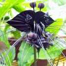 Black Tiger Shall Orchid Flower Seeds 100 Seeds/Bag