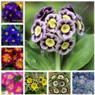 Multicolor Primula Seeds, Colorful Flowers Seeds 100 pcs/bag
