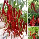 30Pcs Giant Spicy Red Chili Hot Pepper Seeds