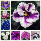 Viola English Flower Wild Pansy Heartsease 100 seeds mix color