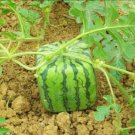 20 pcs Square Watermelons Seeds Delicious