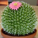 Home Decore Rare African Cactus 100 Seeds Mixed Succulent tree Plant
