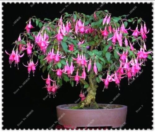 High Quality Fuchsia 200 Seeds Potted Flowers