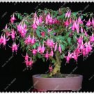 High Quality Fuchsia 200 Seeds Potted Flowers