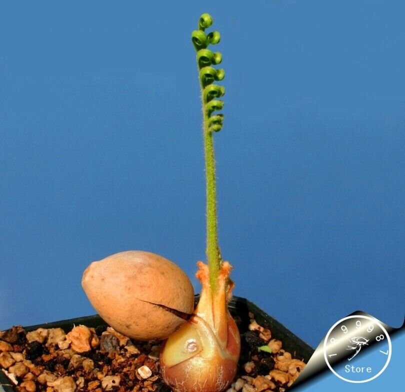 High Quality Best rare Cactus Flower Seeds 100PCS/Lot