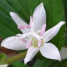 Beautiful White Tricyrtis Japanese Toad Lily Flower 50 seeds