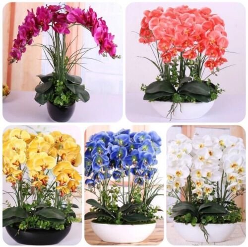 US- 100 Pcs Mixed Colors Phalaenopsis Seeds Bonsai Balcony Flower Orchid