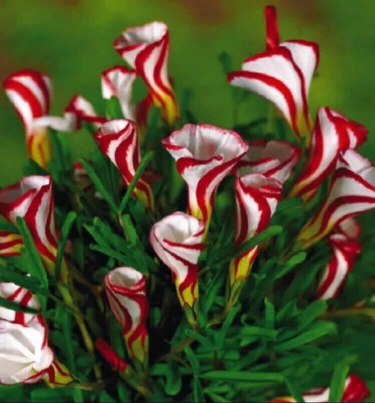 Oxalis Versicolor Flowers 100Pcs Beautiful Flowering plants