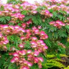 5 Bright Pink Mimosa Tree Seeds Silk Tree Albizia julibrissin