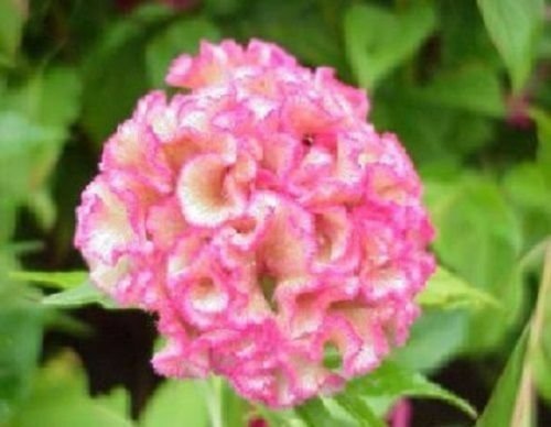 50 Pink Rose Crested Cockscomb Seeds Argentea Ornemental