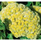 50 Yellow Lime Crested Cockscomb Seeds Argentea Ornemental