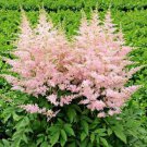 50 Light Pink Astilbe Seeds Bunter Shade Perennial Garden