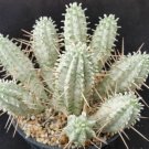 10 Light Green White Cactus Seeds Mixed Stone Flower Desert