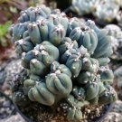 10 Green Cactus Seeds Mixed Stone Flower Desert