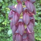 5 Purple Jade Vine Seeds Strongylodon Macrobotrys Flower