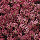Deep Red Alyssum Carpet Flower Sweet Royal 100 seeds/ pack