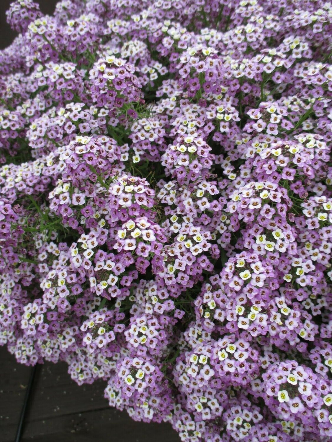 Light Purple Alyssum Carpet Flower Sweet Royal 100 seeds/ pack