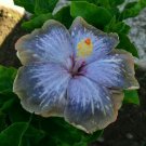 Blue Silver Gray Hibiscus Beauty Garden Decore 20 seeds/ pack