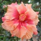 Double Pink Orange Hibiscus Beauty Garden Decore 20 seeds/ pack