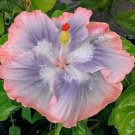 Blue Pink Hibiscus Beauty Garden Decore 20 seeds/ pack