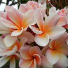 White Orange Plants Flower Lei Hawaiian 5 seeds