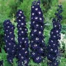King Authur Delphinium Knight Delphinium Mix Seeds Perennial Garden 50 seeds/ pack