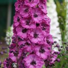 Pink Punch Delphinium Knight Delphinium Mix Seeds Perennial Garden 50 seeds/ pack