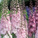 Raider Pink Delphinium Knight Delphinium Mix Seeds Perennial Garden 50 seeds/ pack