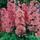 Light Pink Delphinium Knight Delphinium Mix Seeds Perennial Garden 50 seeds/ pack
