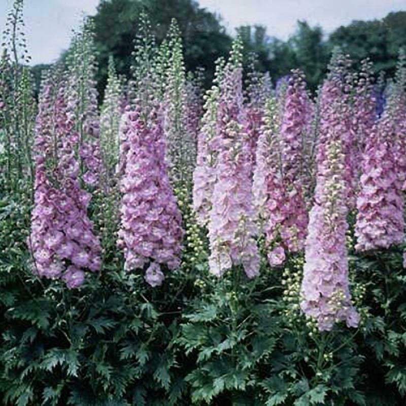 Light Purple Delphinium Knight Delphinium Mix Seeds Perennial Garden 50 seeds/ pack
