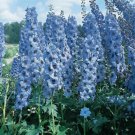 Light Blue Delphinium Knight Delphinium Mix Seeds Perennial Garden 50 seeds/ pack