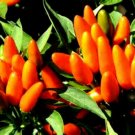 Calypso Orange Ornamental Pepper Seeds Annual Spicy 25 Seed Plant per pack