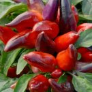 Wicked Ornamental Pepper Seeds Annual Spicy 25 Seed Plant per pack