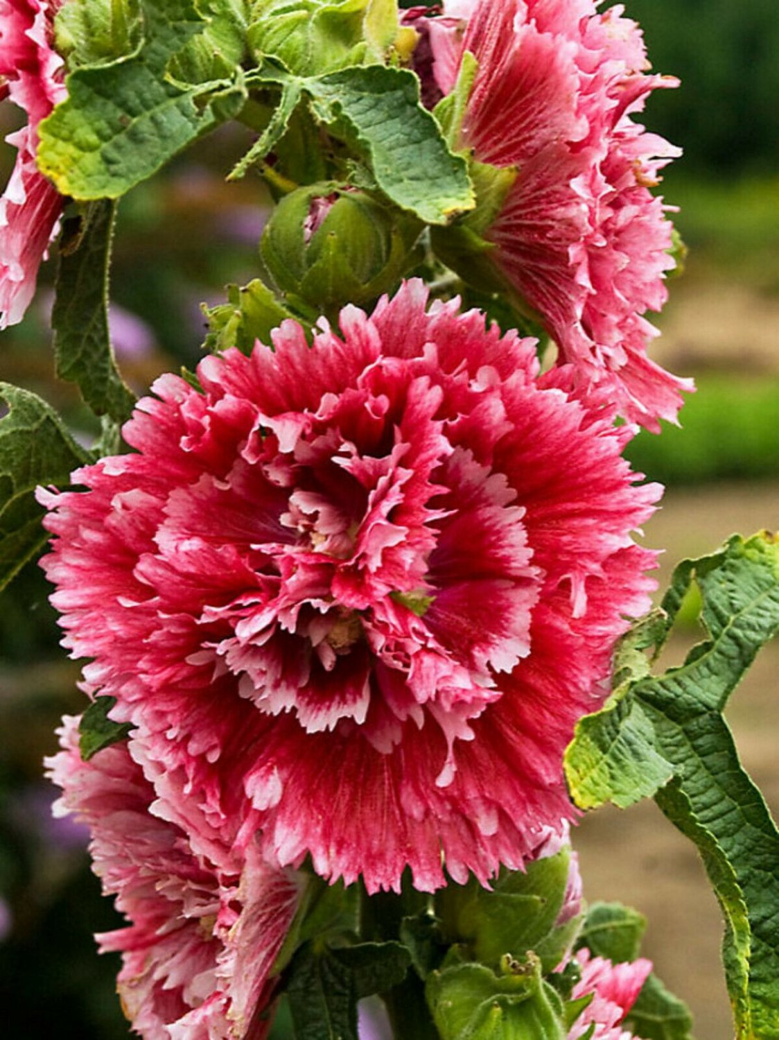 Double Red Hollyhock 25 Seeds Perennial Giant Flower Garden