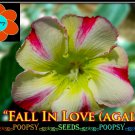 Fall In Love Again Favorite Home Decore Adenium Obesum Desert Rose 5 seeds per pack