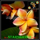 Starshanna Plumeria Cultivars Frangipani Hybrid Indoor Plant 5 Seeds Per Pack