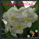 White Zariyah Plumeria Cultivars Frangipani Hybrid Indoor Plant 3 Seeds Per Pack