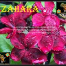 Zahara Plumeria Cultivars Frangipani Hybrid Indoor Plant 5 Seeds Per Pack
