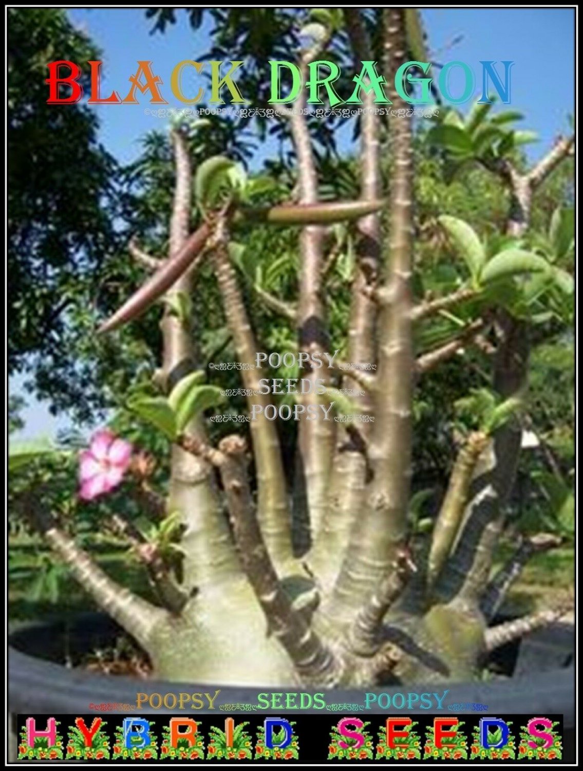 Black Dragon Plant Bonsai Adenium Arabicum Desert Rose 5