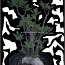 Black RCN Plant Bonsai Adenium Arabicum Desert Rose 5 Seeds Per Pack