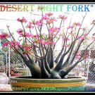 Desert Night Fork Plant Bonsai Adenium Arabicum Desert Rose 5 Seeds Per Pack