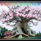 Dwarf Black RCN Plant Bonsai Adenium Arabicum Desert Rose 5 Seeds Per Pack