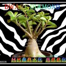 Dwarf Diamon Plant Bonsai Adenium Arabicum Desert Rose 5 Seeds Per Pack