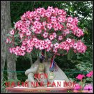 RCN Plant Bonsai Adenium Arabicum Desert Rose 5 Seeds Per Pack