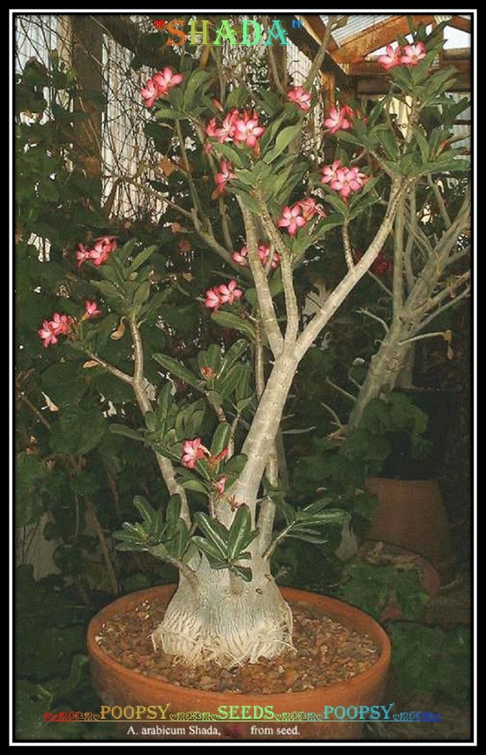 SHADA Plant Bonsai Adenium Arabicum Desert Rose 5 Seeds Per Pack