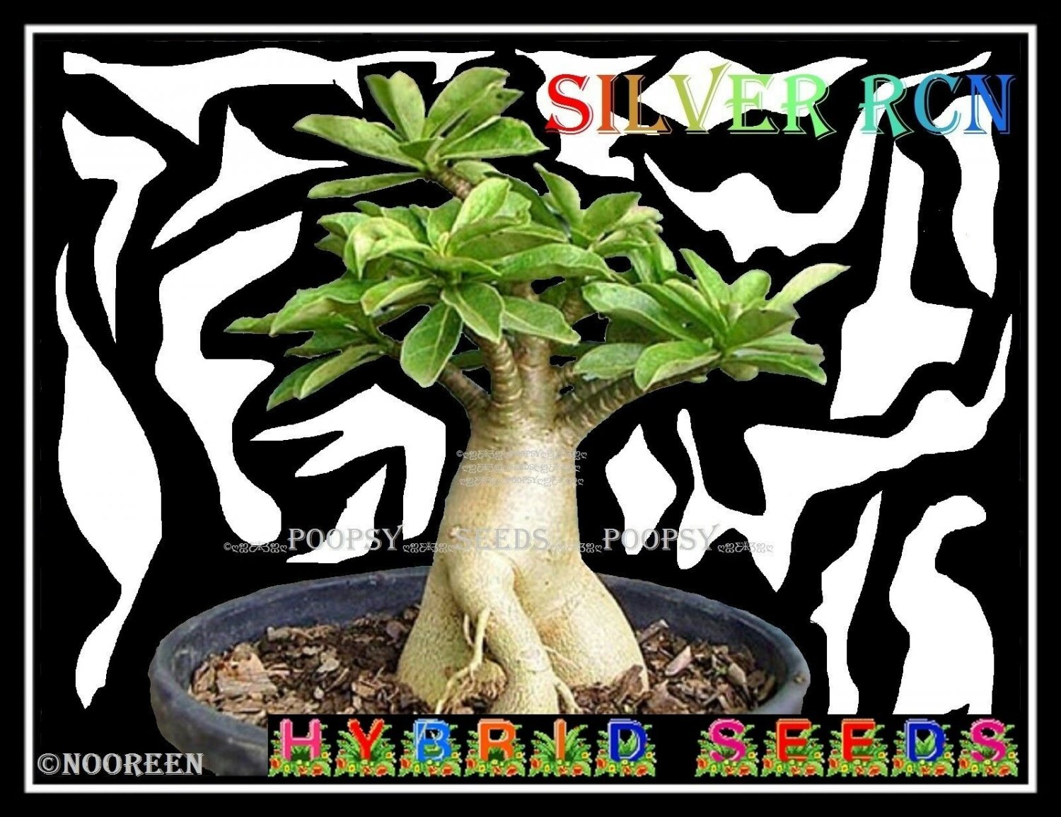 SILVER RCN Plant Bonsai Adenium Arabicum Desert Rose 5 Seeds Per Pack