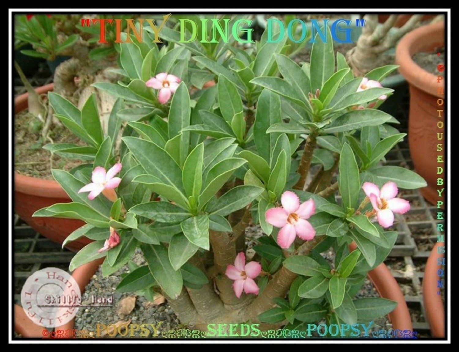 TINY DING DONG Plant Bonsai Adenium Arabicum Desert Rose 5 Seeds Per Pack